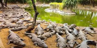 Crocodile Bank