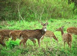 Mudumalai Wildlife Sanctuary